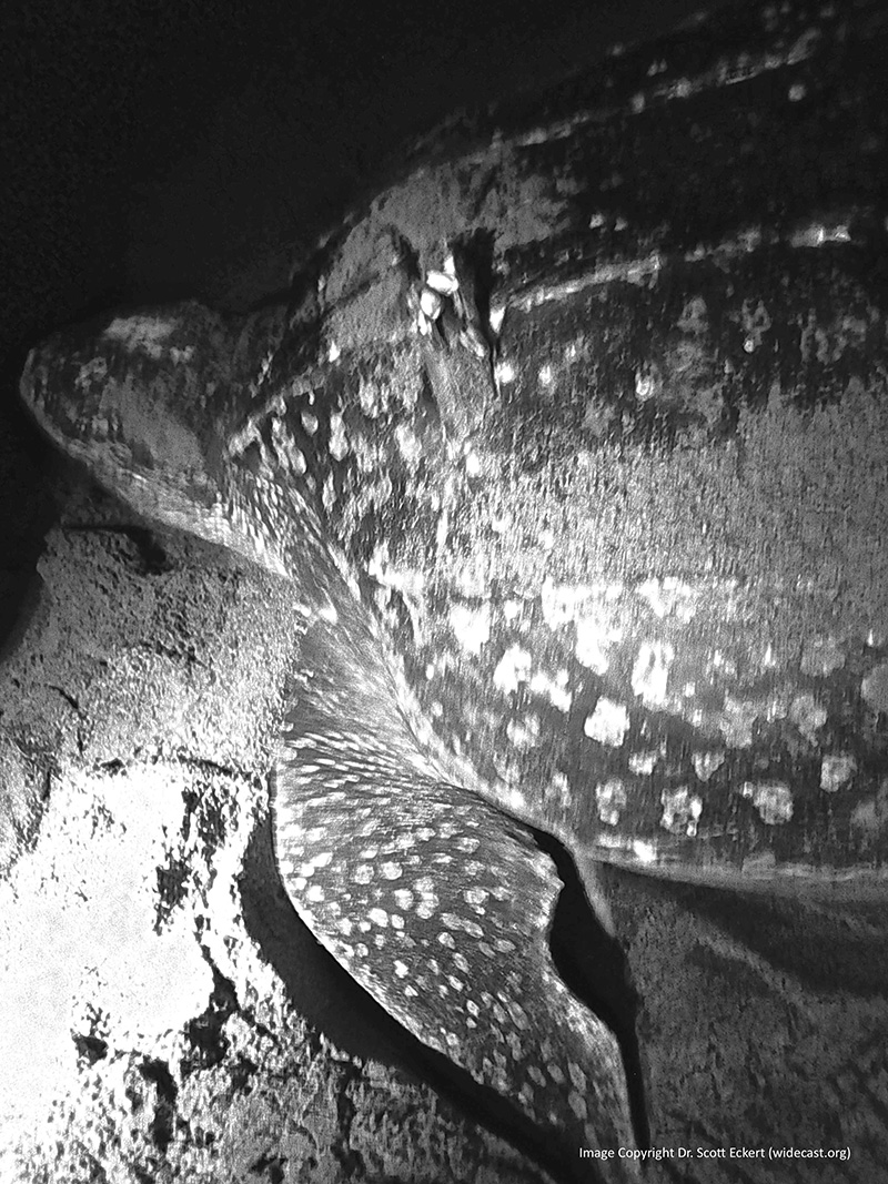 Look carefully just to the right of the turtle’s flipper. You can see the bottom of the sword. Then follow straight up to see where the shaft comes out. There are barnacles clinging to the top, which can make it hard to find in the photograph at first.