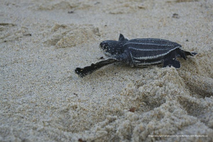 Trinidad Day 4 » Canadian Sea Turtle Network