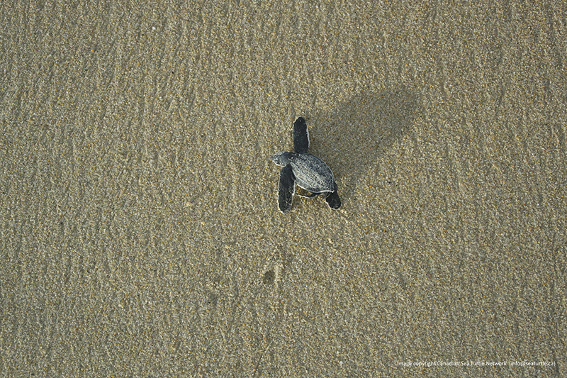 I took these photographs of a group of hatchlings we found on an afternoon walk on Matura Beach the next day.