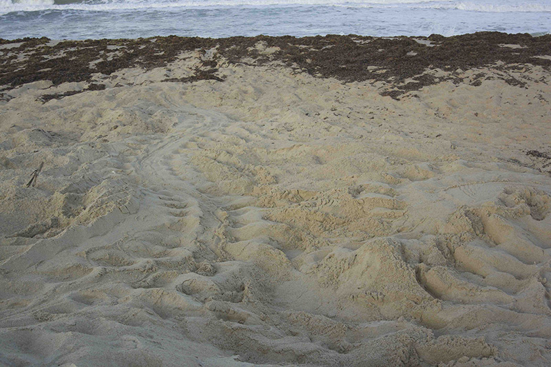 Tracks made by leatherbacks nesting the night before crisscross Matura Beach.