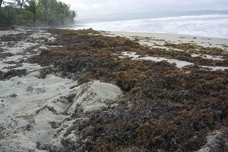 trinidad_sargassum_dsc_0283