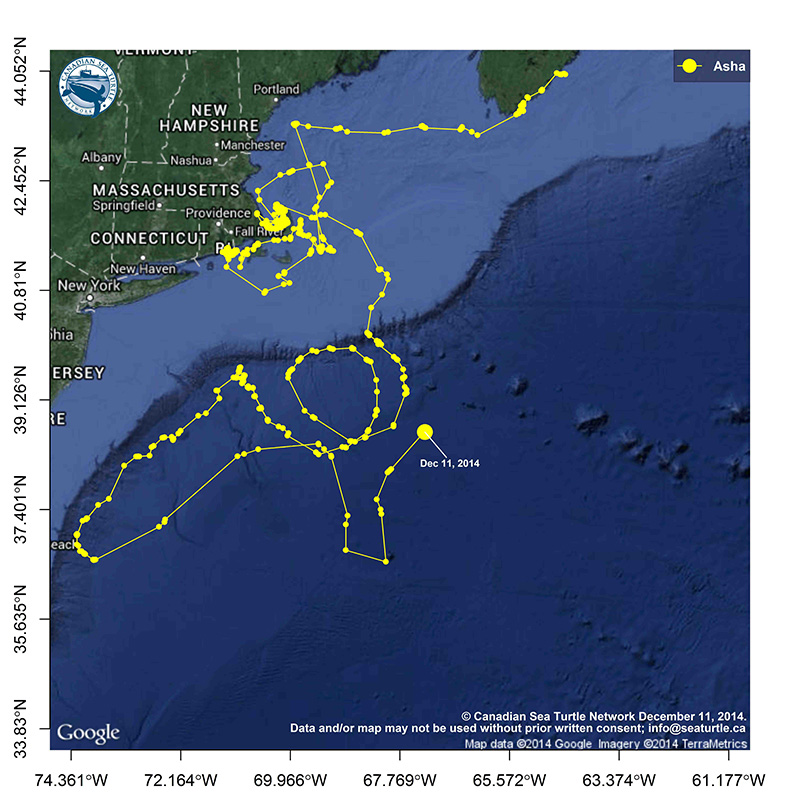 And today in turtle tracks » Canadian Sea Turtle Network