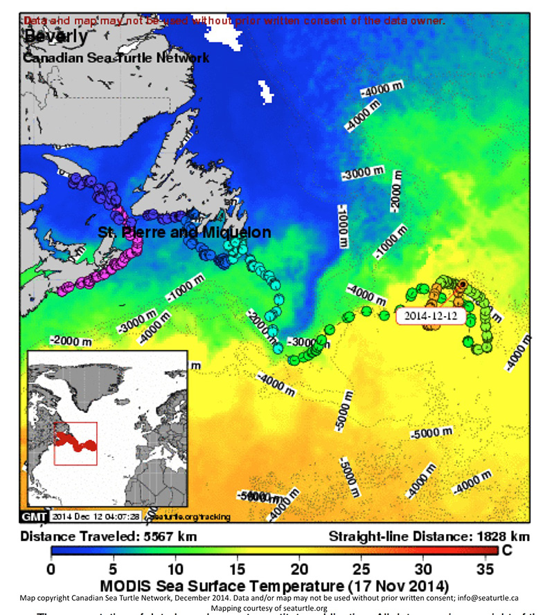 And today in turtle tracks » Canadian Sea Turtle Network