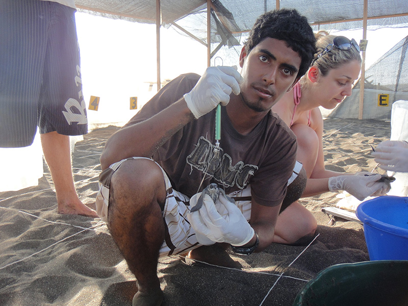 Jairo weighs a hatchling leatherback. In 2012, according to The Tico Times, Jairo and his colleagues on Moín Beach saved 1,474 sea turtle nests. In 2013, poachers stole the eggs from all but eight. Photo: Christine Figgener, Courtesy of Wikimedia Commons.