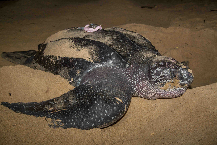 Christie nesting on Matura Beach, Trinidad, wearing her new satellite transmitter.Photo courtesy of Nature Seekers (natureseekers.org).