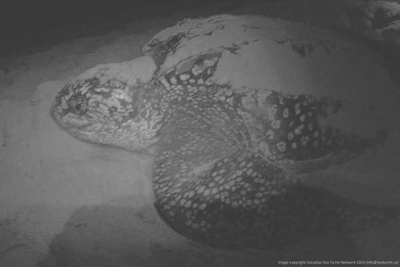 This is a photograph I took of a leatherback nesting on Matura Beach in Trinidad when I was there in May 2014. This turtle, like Beverly, came ashore after an incredible journey.