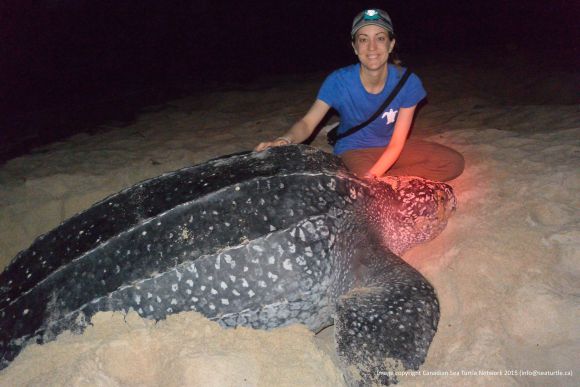 Kayla and her first nesting leatherback turtle. The light near the turtle's head is red from the headlamps of people nearby. People use red light on the beach instead of white light because it does not disturb the turtles while they nest.