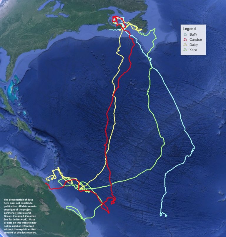 Turtle tracks » Canadian Sea Turtle Network