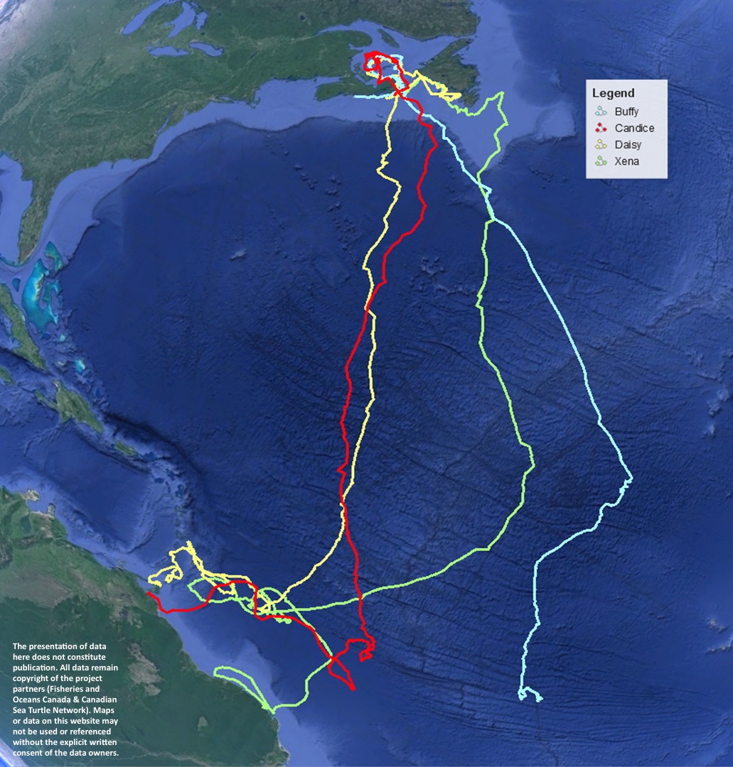 Turtle Tracking Map Turtle Tracking Map | Live Turtle Tracking – JRPLKG