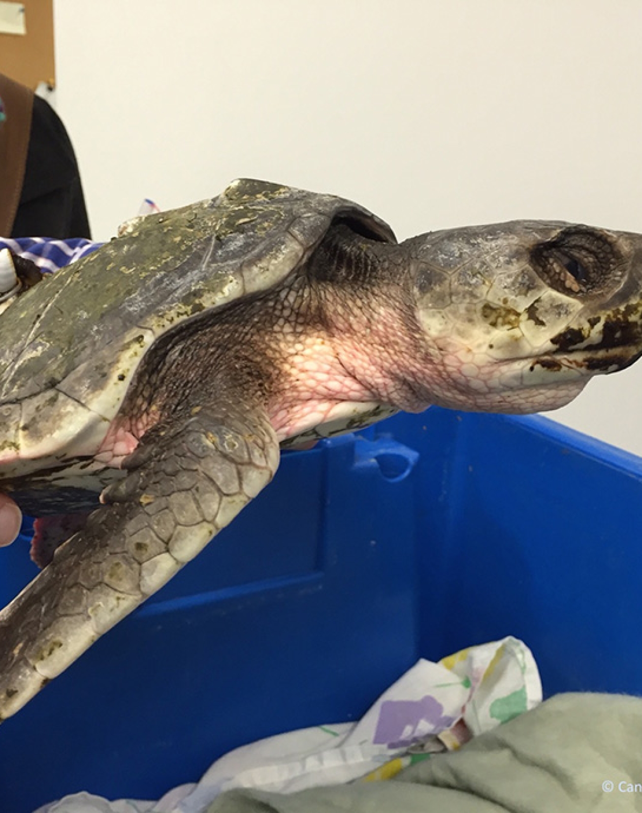 Strandings Archives » Canadian Sea Turtle Network