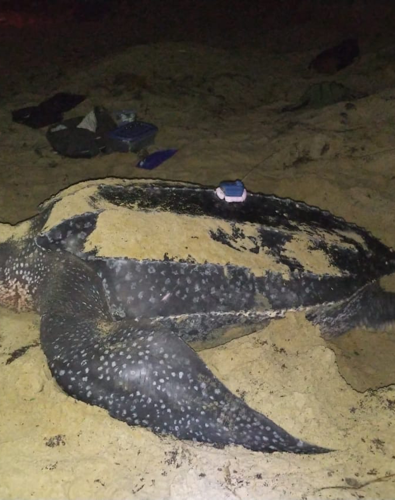 Turtle Tracks Archives » Canadian Sea Turtle Network